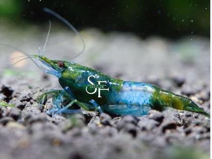 SF Aquatic™ 10 Green Rili High Grade Neocaridina Live Freshwater Aquarium Shrimps Fully Mature Breeding Age. Live Arrival Guarantee. - color: Green Rili, size: 10 Shrimps