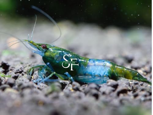 SF Aquatic™ 20 Green Rili High Grade Neocaridina Live Freshwater Aquarium Shrimps Fully Mature Breeding Age. Live Arrival Guarantee. - color: Green Rili, size: 20 Shrimps