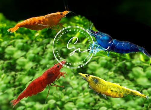 Swimming Creatures™ Freshwater Aquarium Shrimp - A Perfect Combo to Brighten Your Aquarium! (20, Premium Mixed (5 Colors))