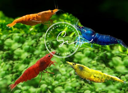 Swimming Creatures™ Freshwater Aquarium Shrimp - A Perfect Combo to Brighten Your Aquarium! (20, Premium Mixed (5 Colors))