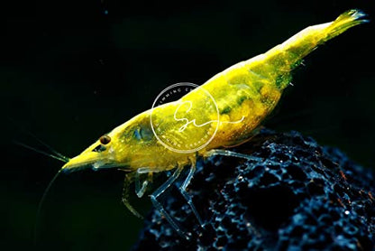 Swimming Creatures™ Freshwater Aquarium Shrimp - A Perfect Combo to Brighten Your Aquarium! (20, Premium Mixed (5 Colors))