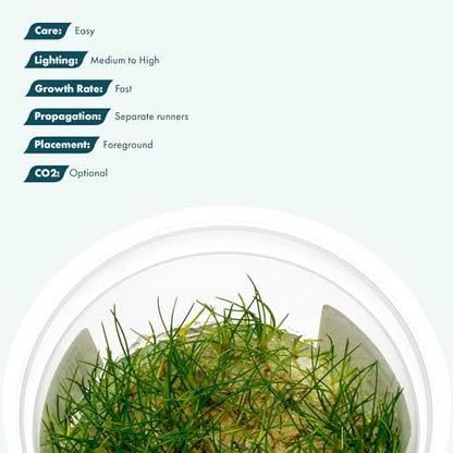Live Aquarium Plant - Eleocharis parvula - Snail Free in-Vitro Easy Care Freshwater Aquatic Plants for Aquascaping, Med - High Light, Fast Growth - Tissue Culture - color: Eleocharis parvula
