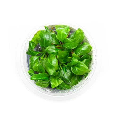 Live Plant - Giant Anubias - Background Rhizome with Dark Green Leaves, Snail-Free in Vitro Aquarium Plant - Tissue Culture - color: Anubias Barteri Gigantea