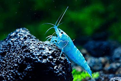 Swimming Creatures™ Premium Neocaridina Shrimp – Freshwater Aquarium Shrimp (10, Premium Blue Velvet (Jelly)) - color: PREMIUM BLUE VELVET (JELLY)