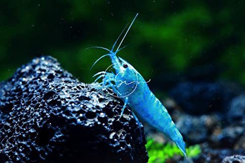 Swimming Creatures™ Premium Neocaridina Shrimp – Freshwater Aquarium Shrimp (10, Premium Blue Velvet (Jelly)) - color: PREMIUM BLUE VELVET (JELLY)