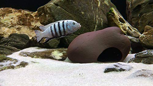 Cichlid Stone Decoration - Aquarium cave for Cichlids, Betta, Small Fish - Fish Tank Hideway Decor - Betta Toys Hideout Stones House (Stone Small)