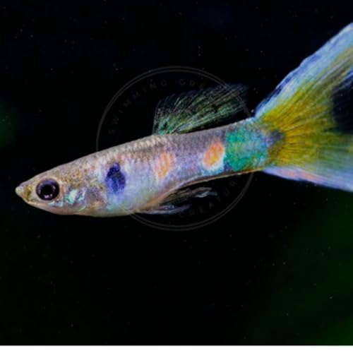 Swimming Creatures™ 5 Lyretail Male Guppies (Poecilia reticulata) Live Freshwater Aquarium Fish (Size Approx. 1") - color: 5 Lyretail Male Guppies