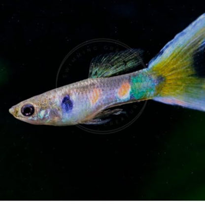 Swimming Creatures™ 5 Lyretail Male Guppies (Poecilia reticulata) Live Freshwater Aquarium Fish (Size Approx. 1") - color: 5 Lyretail Male Guppies