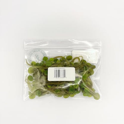 Water Spangle, Salvinia Minima, Live Aquarium/Aquatic/Freshwater/Floating/Pond Plant/Planted Tank/Aquascaping/Paludarium by Aquarium Plant Center (24 Plants, 120+ Leaves) - style: 24 Plants, 120+ Leaves