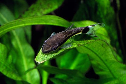 Swimming Creatures Live Aquarium Fish (1 Golden Suckerfish (Gyrinocheilos aymonieri) & 1 Otocinclus Catfish (Otocinclus macrospilus) 2.5-3.5cm, 2, Count)