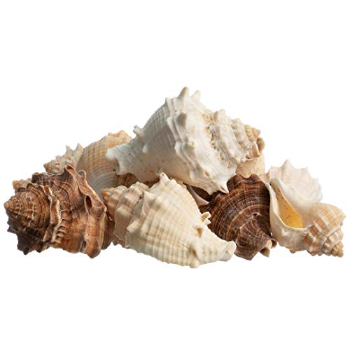 Hermit Crab Shells | Turbo Shells | 12 King Crown Turbo Shells 3/4"- 1 3/4" | Small Hermit Crab House for Décor | Plus Free Nautical eBook by Joseph Rains