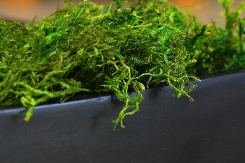 SuperMoss (25325) Forest Moss Preserved, Fresh Green, 3 Pounds - color: Fresh Green, size: 1,560 cu in