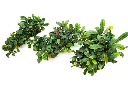 Bucephalandra Live Aquarium Plant Collection - Rare Aquatic Plants for Lush Aquarium Scapes, Natural Freshwater Fish Tank Decorations, Ideal Gift for Aquarists (Bucephalandra Pad (10+ Plants)) - style: Bucephalandra Pad (10+ Plants)