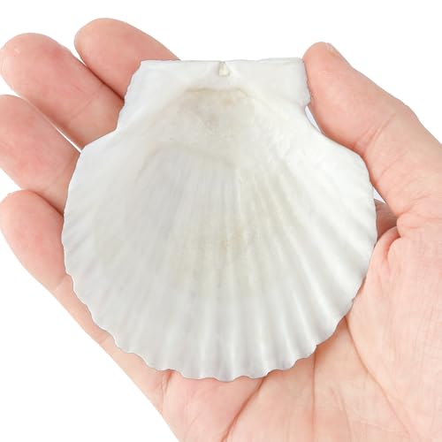 20 PCS 3 Inch Natural Scallop Shells for Crafts, Large Seashells Sea Shells | White Clam Shells for Crafting Decoupage Cake Baking Cooking Aquariums Table Party Decor DIY Painting Beach Wedding