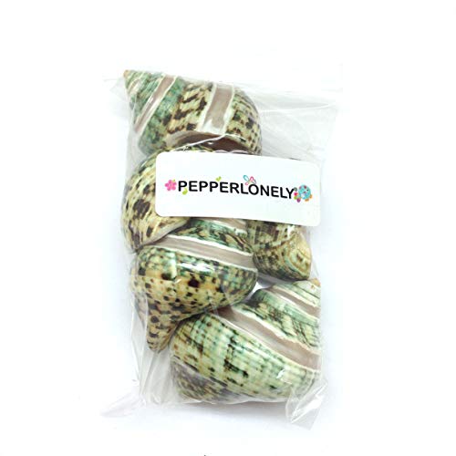 PEPPERLONELY 5PC Green Turbo with Two Pearl Bands, Hermit Crab Sea Shells, 2 Inch Up - color: 12#. Green Turbo Pear, 2 " Up