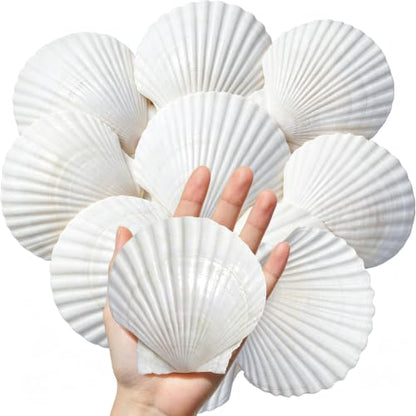 SINKOO 8PCS Large Scallop Shells 4"-5", Natural White Seashells for Crafts | Scallop Shells for Crafts, Painting, Home Wedding Decor