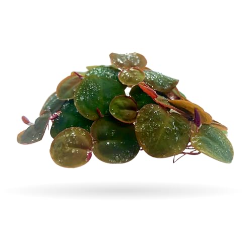 60+ Leaves Red Root Floaters Live Floating Plants for Aquarium (Phyllanthus Fluitans)…
