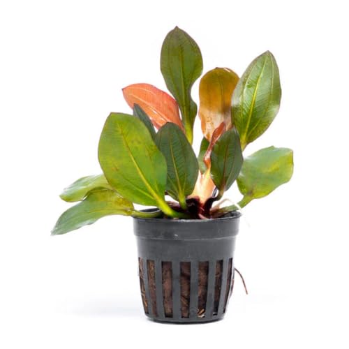 Live Plants - Echinodorus ‘Red Phoenix’ (Echinodorus sp.) - Medium to High Light, Red Green, Midground to Background Placement, Freshwater Aquascaping Aquatic Plant - Pot - color: Ech. Red Phoenix, size: 1 Pot