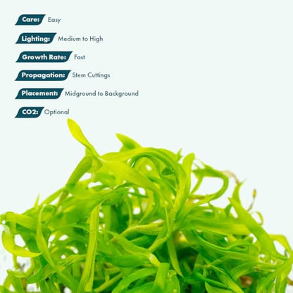 Live Plant - Heteranthera zosterifolia - Midground to Background Stem with Fast Growth, Snail-Free in Vitro Aquarium Plant - Tissue Culture - color: Heteranthera Zosterifolia