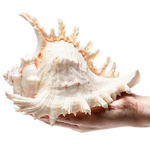 Giant Natural Conch Shell, Murex Ramosus Shell 1 Shell 7.5-9 inches | Large Sea Shell for Vase Filler, Air Plants, Home Decor, Wedding Decor Beach Theme Party, Aquarium Decoration Accessories