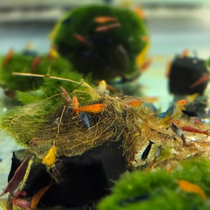 Swimming Creatures™ Freshwater Aquarium Shrimp - A Perfect Combo to Brighten Your Aquarium! (20 Mixed + 1 Mystery Snail)