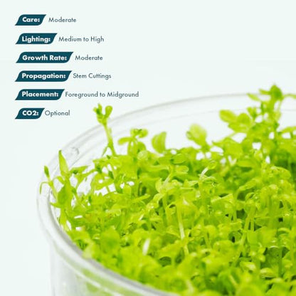Live Plant - Pearl Weed (Hemianthus Micranthemoides) - Medium to High Light Foreground to Midground Carpet Placement for Aquascaping, Bright Green Accent - Tissue Culture, 1 Pack - color: Hemianthus Micranthemoides
