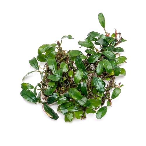 Bucephalandra Rainbow Frost Live Aquarium Plant - Natural Freshwater Fish Tank Decorations and Aquatic Decor (Small Clump (3-5 Plants))