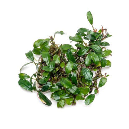 Bucephalandra Rainbow Frost Live Aquarium Plant - Natural Freshwater Fish Tank Decorations and Aquatic Decor (Small Clump (3-5 Plants))