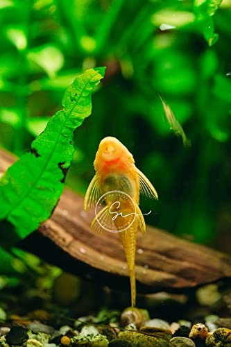 Swimming Creatures™ Pleco (Plecostomus) – Freshwater Aquarium Fish (Juveniles) (2 Albino PLECO)