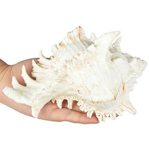 Large Natural Sea Shells, Murex Ramosus shells, Huge Ocean Conch 7-8 inches Jumbo Seashells Perfect for Wedding Decor Beach Theme Party, Home Decorations,DIY Crafts, Fish Tank and Shell Collectors