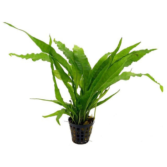 Potted Microsorum Plants - Java Fern | Live Freshwater Aquatic Plants for Aquariums and Terrariums - Low Light, Low Maintenance Plants. (Potted Microsorum Broad) - color: Potted Microsorum Broad