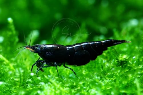 Swimming Creatures™ Premium Neocaridina Shrimp – Freshwater Aquarium Shrimp (10, Premium Chocolate Black) - color: PREMIUM CHOCOLATE BLACK