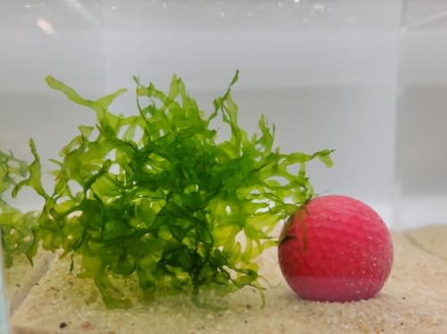 Generic Enchanting Aquatic Moss Collection: Create a Lush Underwater Landscape with Easy-Care Moss Varieties - Perfect for Aquarium Décor and Aquascaping (Subwassertang Moss - Golfball Size) - style: Subwassertang Moss - Golfball Size