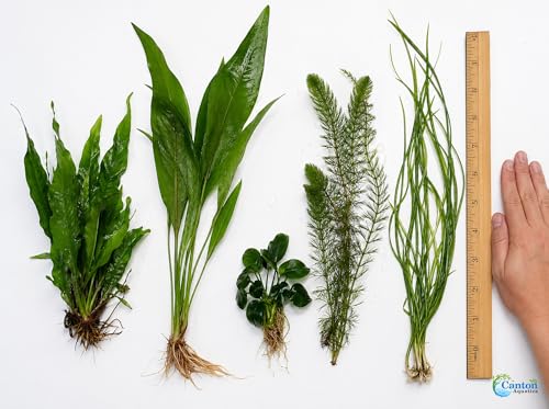 Assorted Mixed Plant Bundle | Live Aquarium Plant, Freshwater, Low | Medium | High Light