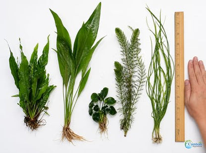 Assorted Mixed Plant Bundle | Live Aquarium Plant, Freshwater, Low | Medium | High Light