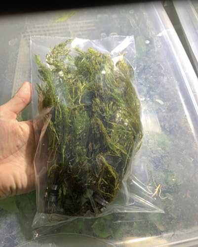 Marcus Fish Tanks Hornwort Ceratophyllum Live Aquarium Plant Planted Tank Beginner - Buy 2 G 1 F