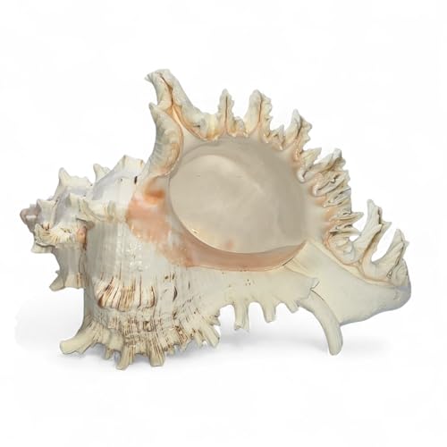 Tumbler Home Large Conch Shell for Aquarium and Beach Decor (Murex) | Real giant seashell for ocean decor, aquarium, fish tank, air plant holder, beach wedding or party centerpiece - color: White Murex