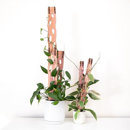 Zella Grande Extension Kit - Wooden Extendable Plant Trellis (2 Extensions) for Indoor Climbing Houseplants - Modular Plant Support - size: Grande Extension Kit