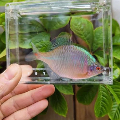 Acrylic for Fishing Photo Tank, S - size: Small