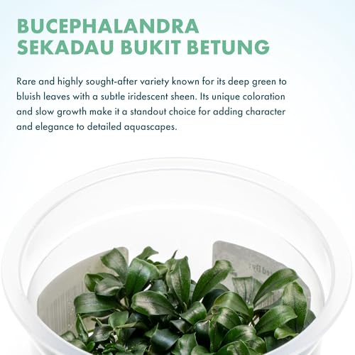 Live Aquarium Plant - Bucephalandra sp. Sekadau Bukit Betung - Snail Free in-Vitro Easy Care Freshwater Aquatic Plants for Aquascaping, Low - Med Light, Slow Growth - Tissue Culture - color: Bucephalandra sp. Sekadau Bukit Betung