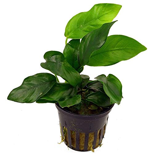 Potted Anubias Plants | Live Freshwater Aquatic Plants for Aquariums and Terrariums - Low Light, Low Maintenance Plants. (Potted Anubias VAR Nana) - color: Potted Anubias Var Nana