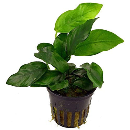 Potted Anubias Plants | Live Freshwater Aquatic Plants for Aquariums and Terrariums - Low Light, Low Maintenance Plants. (Potted Anubias VAR Nana) - color: Potted Anubias Var Nana