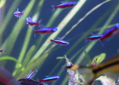 Seachem Stability Fish Tank Stabilizer - For Freshwater and Marine Aquariums, 16.9 Fl Oz (Pack of 1) - color: Clear, size: 500 ml / 16.9 fl oz