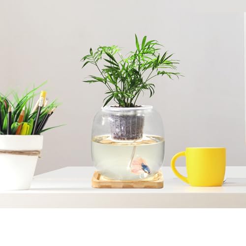 Betta Fish Bowl Glass Small Fish Tank with Bamboo Stand, Plant Propagation Station Hydroponic Terrarium with Lid beta Fish Aquariums 0.6 Gallon