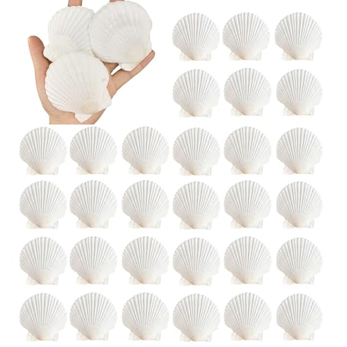 30PCS Natural Scallop Shells 2.3''-3'' White Sea Shells for DIY Craft Making, Hand Painting, Ocean Themed Party and Home Décor - size: L-30pcs