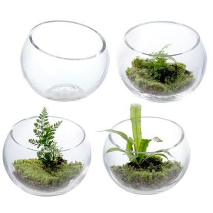 MyGift 5 Inch Clear Glass Round Bowl Air Plant Terrariums, Set of 4 | Versatile glass vessels showcase plants, candles, and decorative accents for weddings, events, shelves, and tabletop displays - size: Set of 4 (Round)