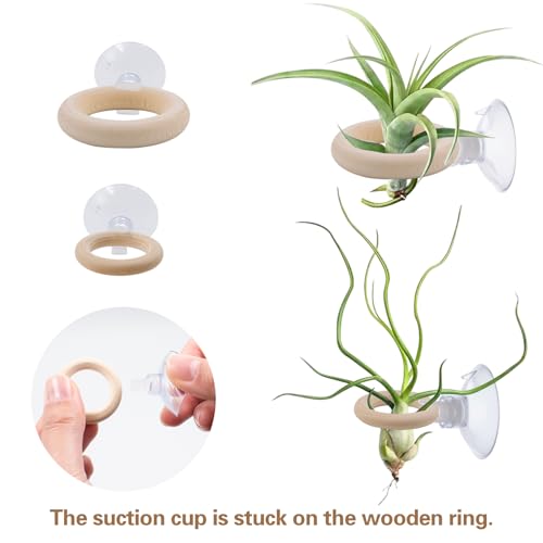 20 PCS Air Plant Holder Suction Cup, 2 Sizes Small Wooden Tillandsia Hanger with Suction Cups for Smooth Glass, Tile, Window, Metal Surface Home Decor Display (Plants Not Included)