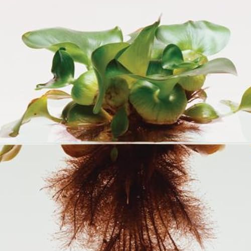 Water Hyacinth Floating Pond Plants Live Aquatic Plant Great for Koi Ponds Flowering and Fast Growing Hyacinths Cannot Ship to Some States (3)