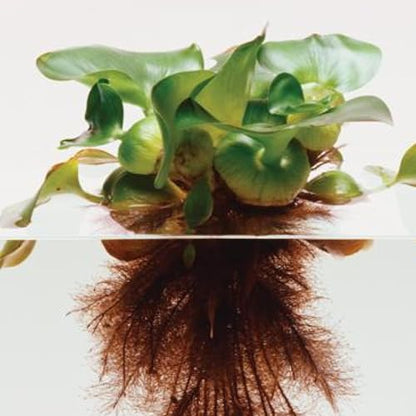 Water Hyacinth Floating Pond Plants Live Aquatic Plant Great for Koi Ponds Flowering and Fast Growing Hyacinths Cannot Ship to Some States (3)