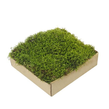 Preserved Moss for Crafts Potted Plants 2 sq.ft. Dried Natural Preserved Moss Mat Green Moss for Planters Crafts Woodland Decor Garden Party Decorations Wall Art DIY Project Green